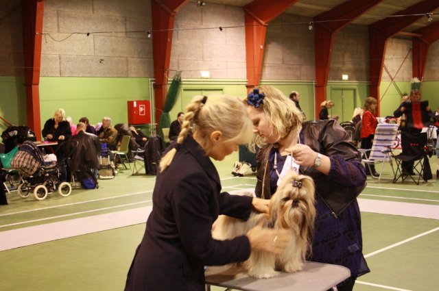 Shih Tzu Danmark